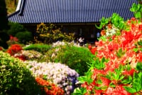 大桑原つつじ園