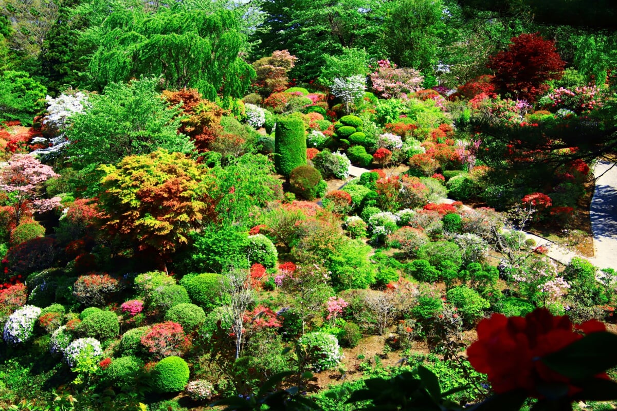 大桑原つつじ園の写真4