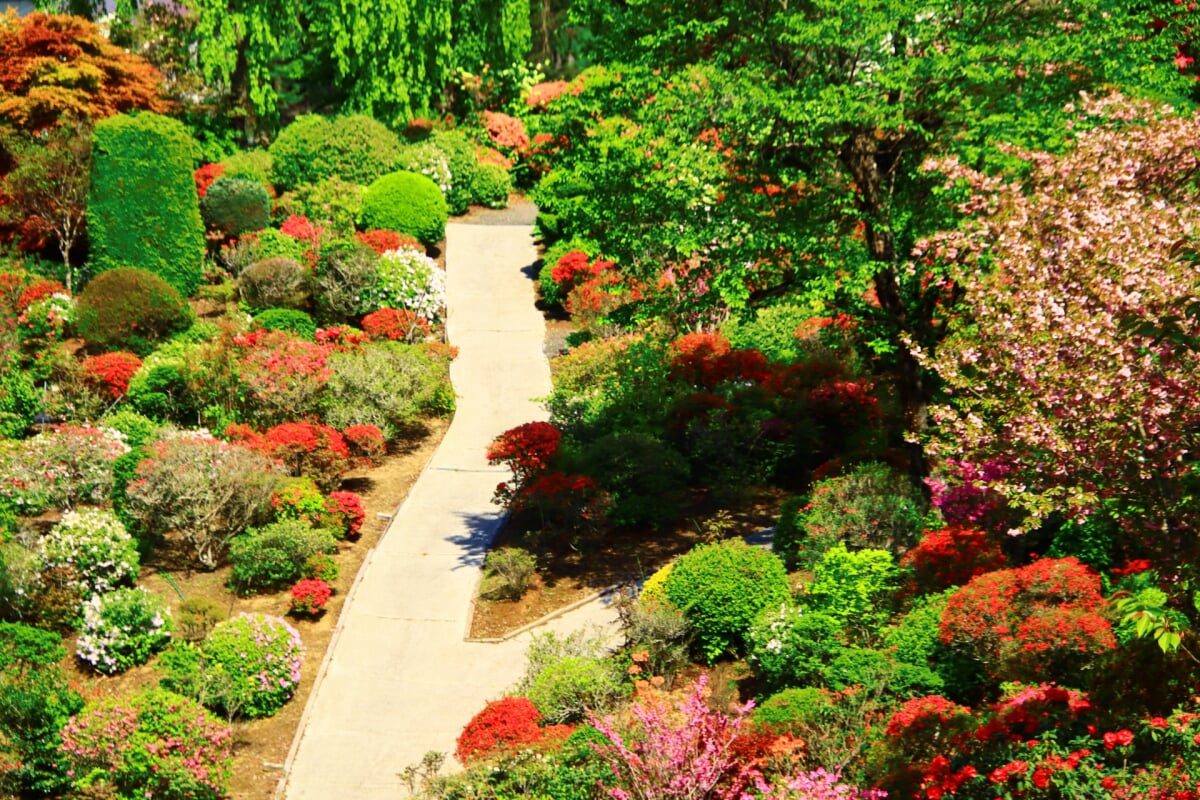 大桑原つつじ園の写真5