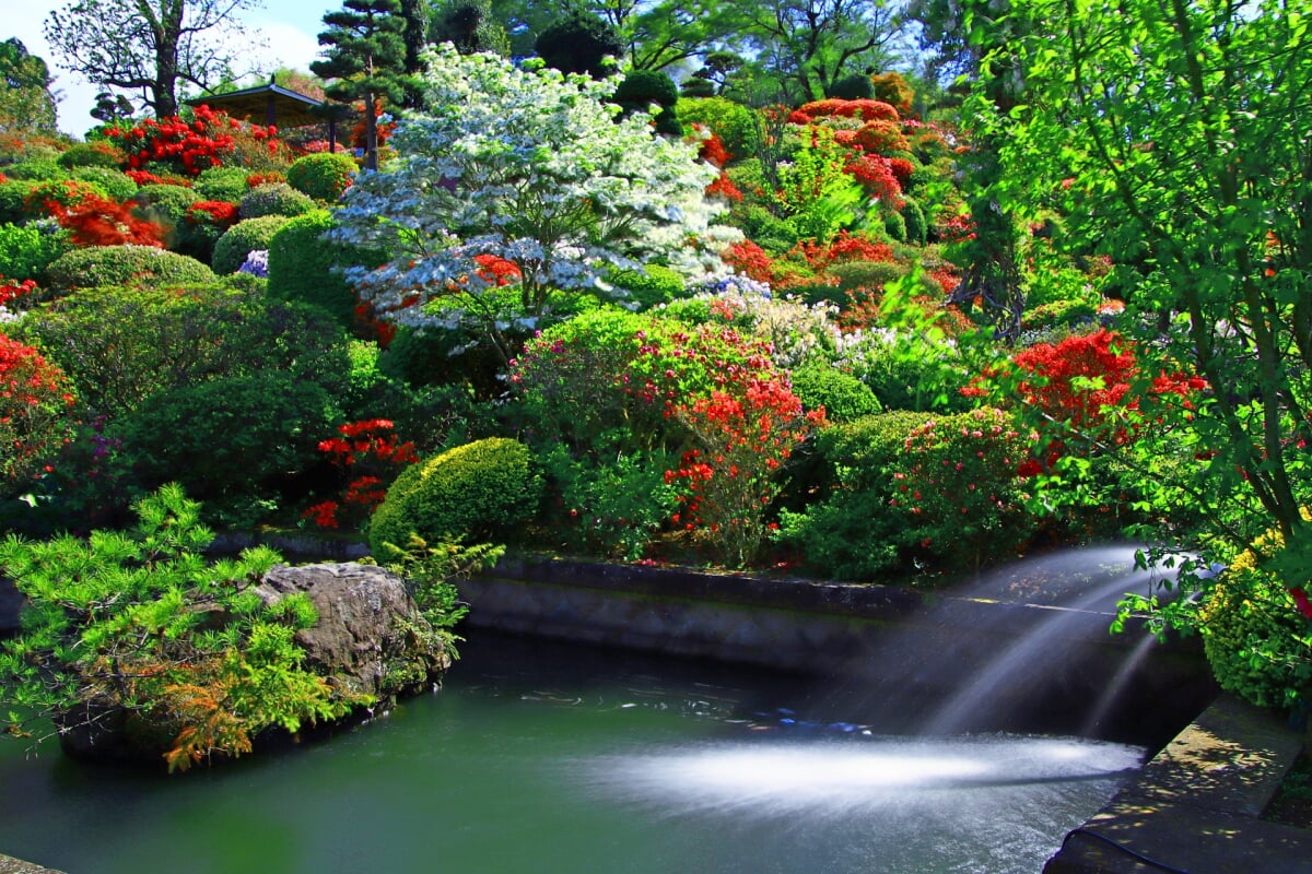 大桑原つつじ園の写真6