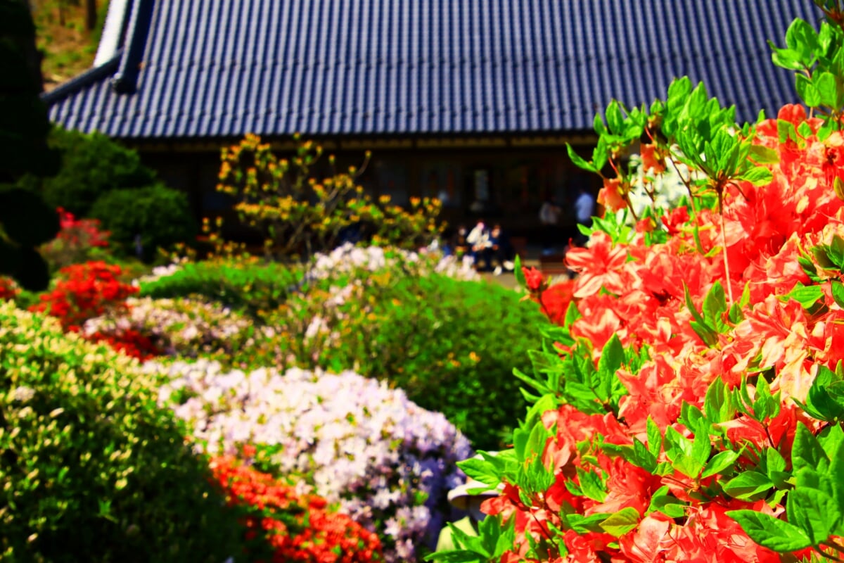 大桑原つつじ園の写真1