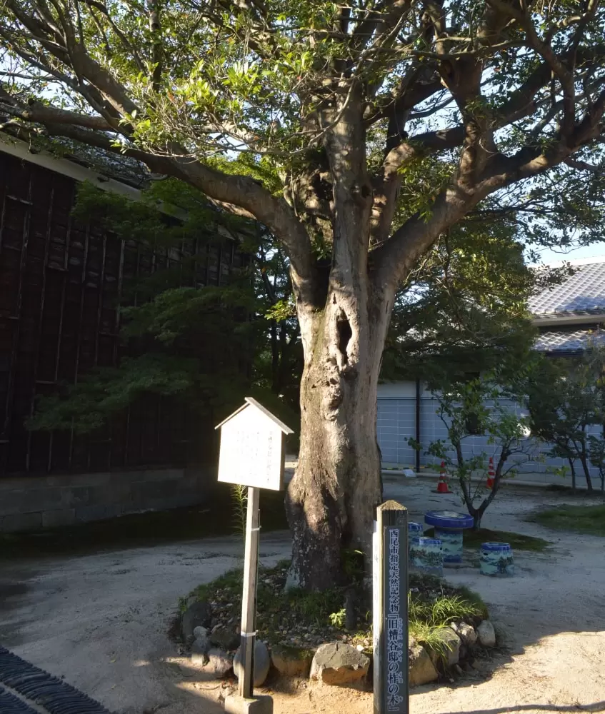 旧糟谷邸の写真1