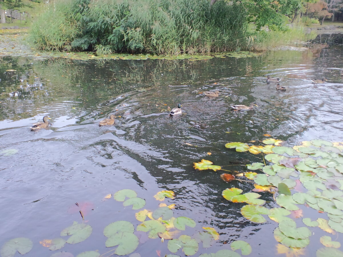 玉泉館跡地公園の写真9