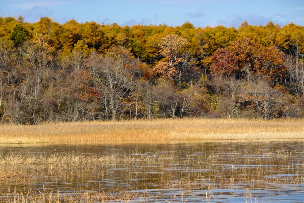 生花苗沼の写真3