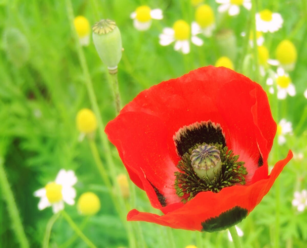 アイリスの丘の写真2