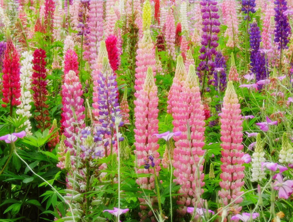 アイリスの丘の写真1