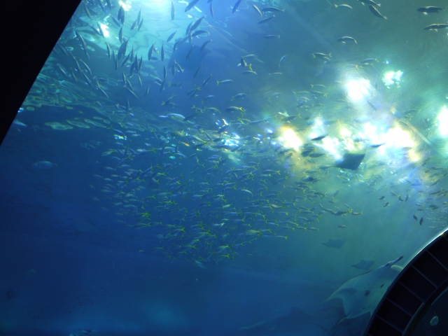 沖縄美ら海水族館の写真3