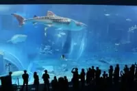 沖縄美ら海水族館