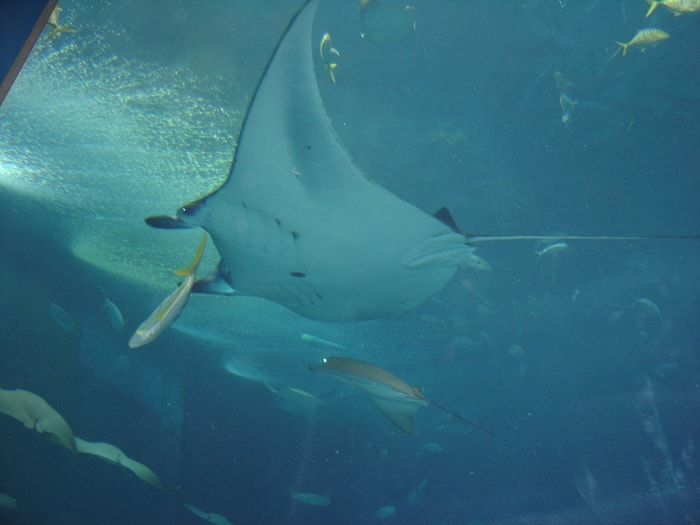 沖縄美ら海水族館の写真4