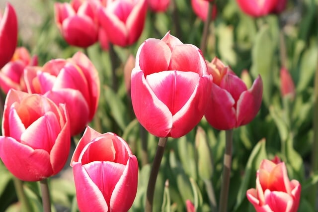 北島チューリップ公園の写真2