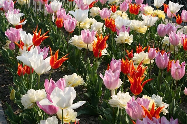 北島チューリップ公園の写真3