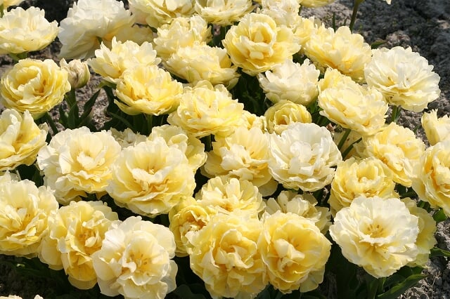 北島チューリップ公園の写真5