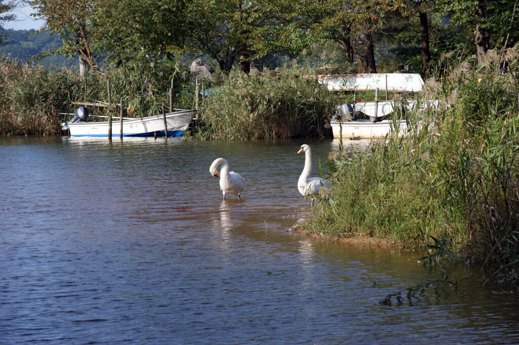 東郷湖の写真2