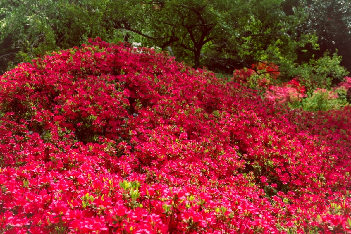 群馬フラワーハイランドの写真2