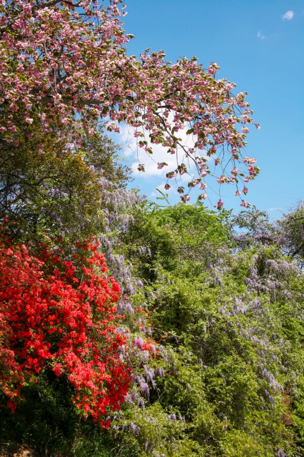群馬フラワーハイランドの写真3