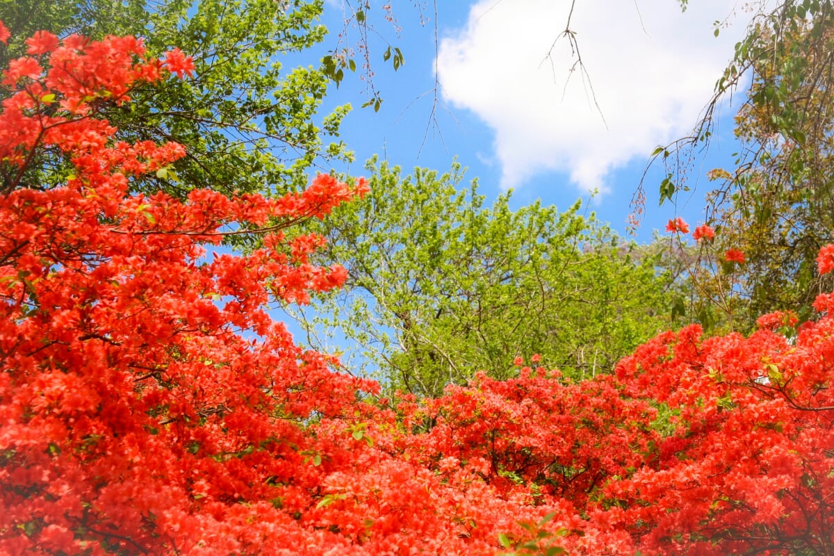 群馬フラワーハイランドの写真4