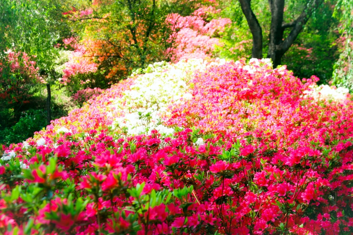 群馬フラワーハイランドの写真1