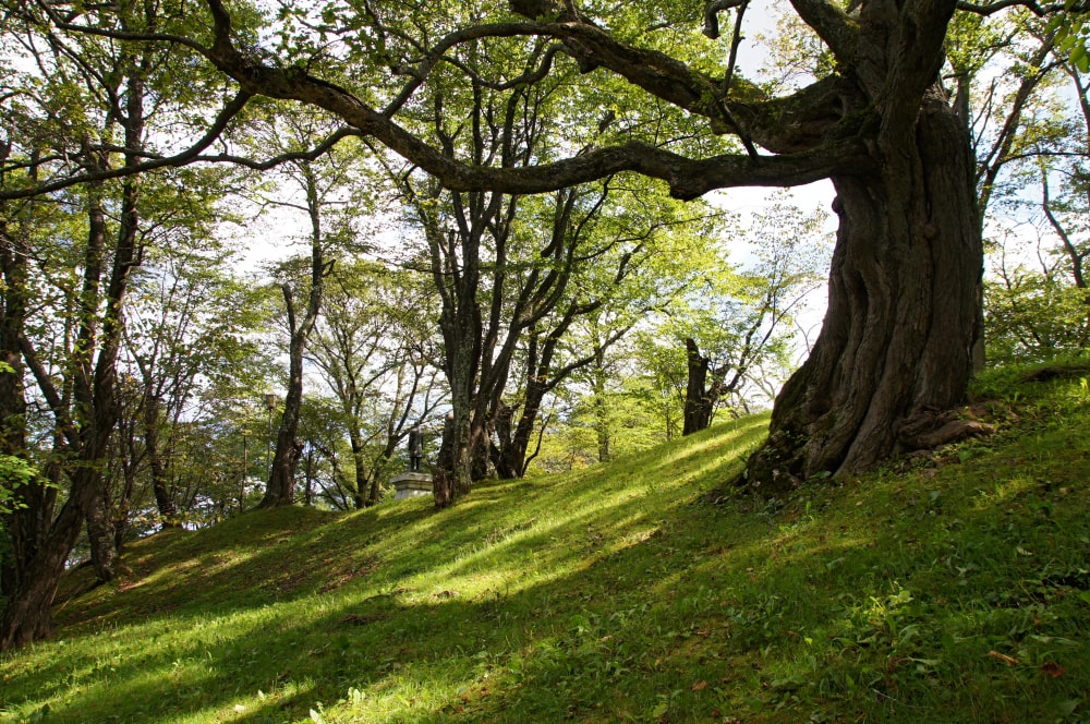 桂ヶ岡公園の写真2