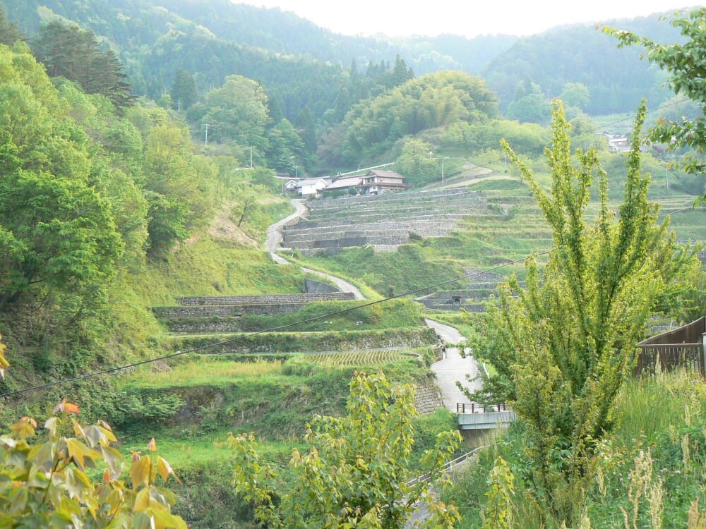 井仁の棚田の写真3