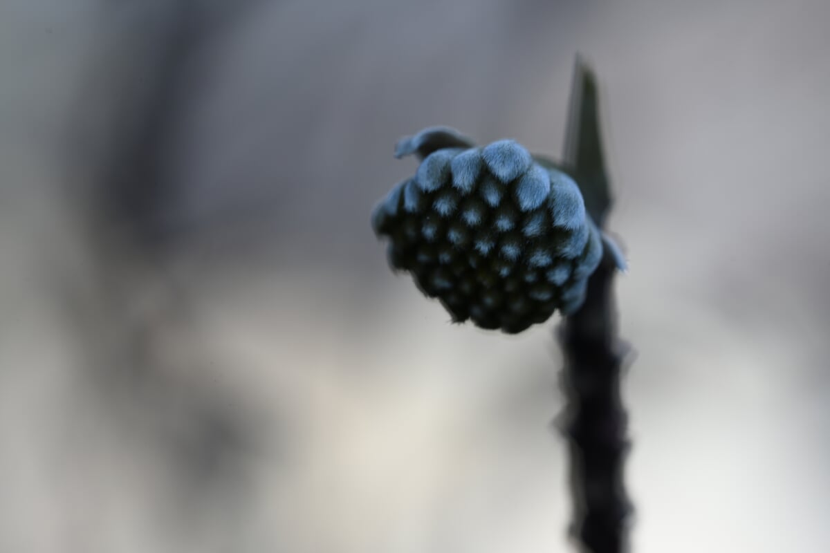 高崎市染料植物園の写真3