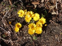 高崎市染料植物園