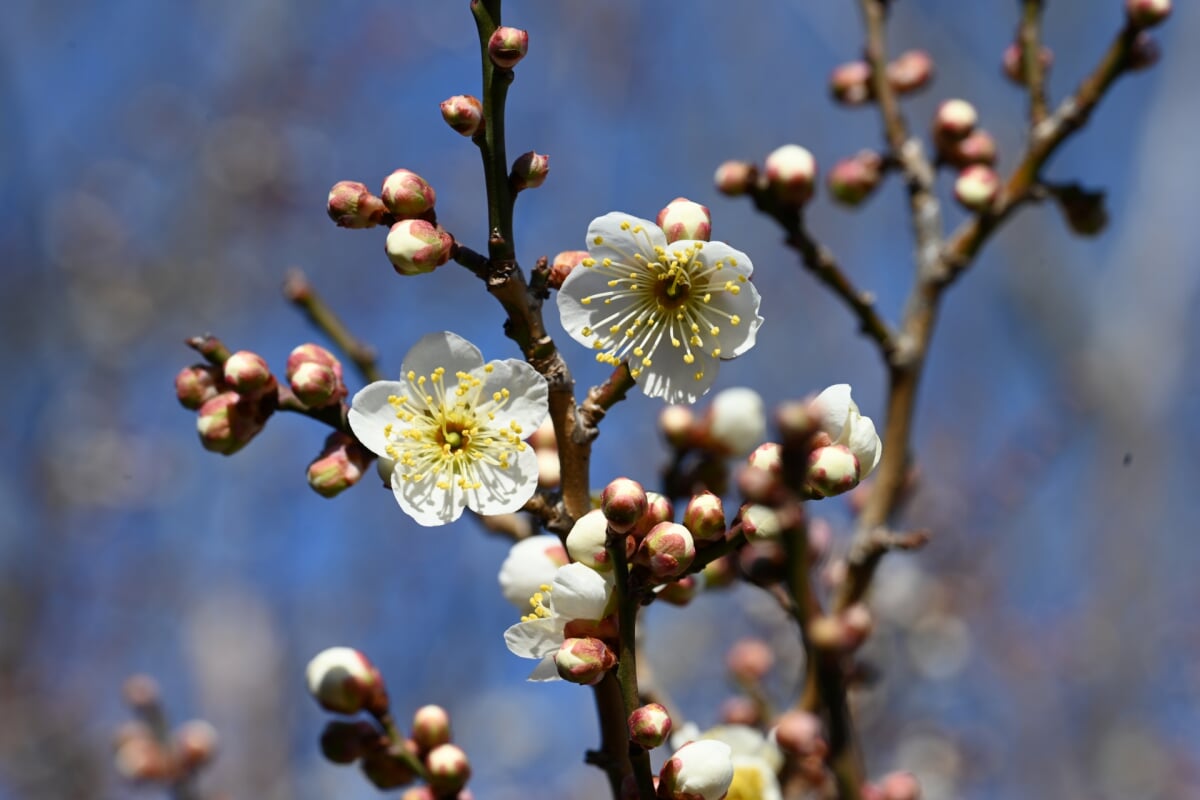 高崎市染料植物園の写真4