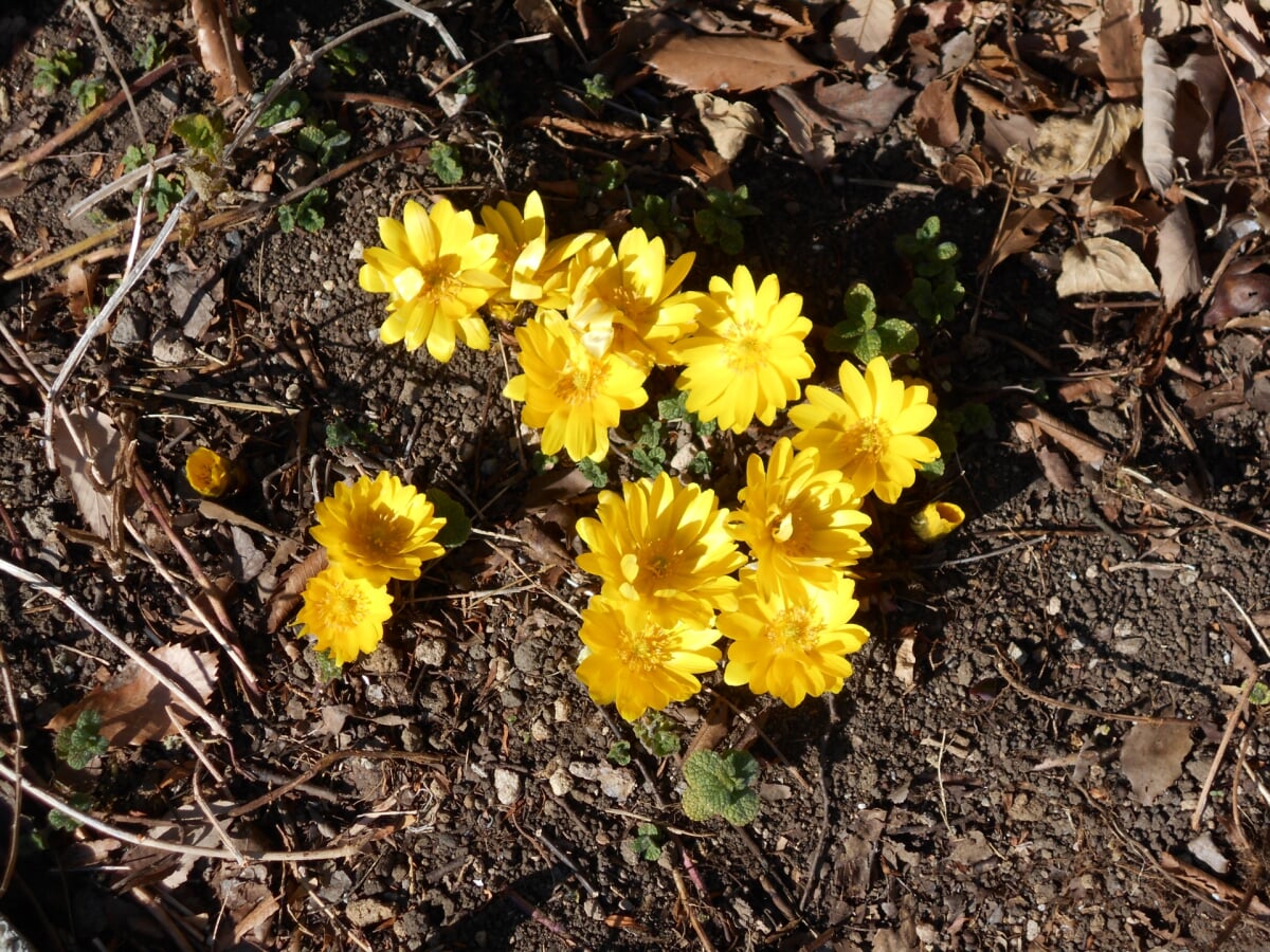 高崎市染料植物園の写真1