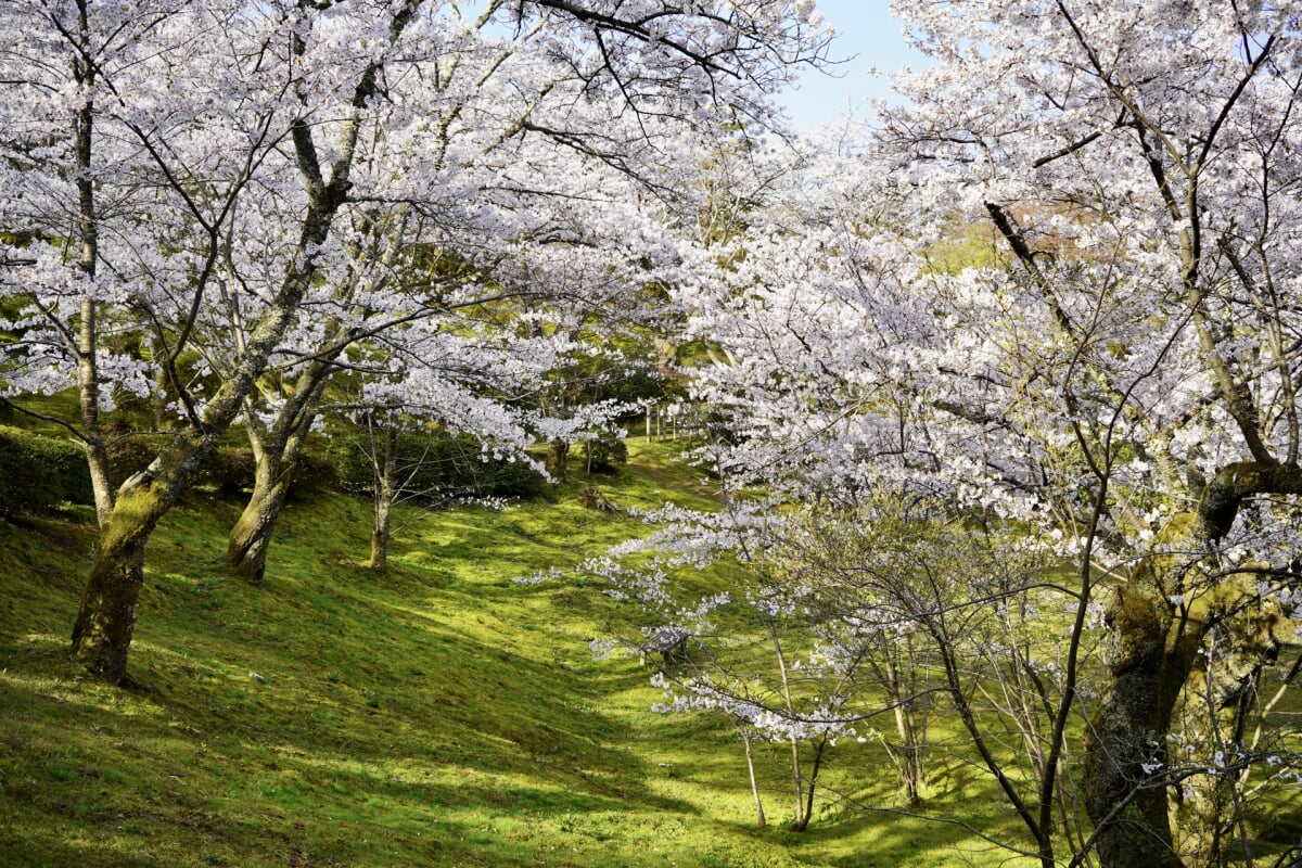 朝日山公園の写真1