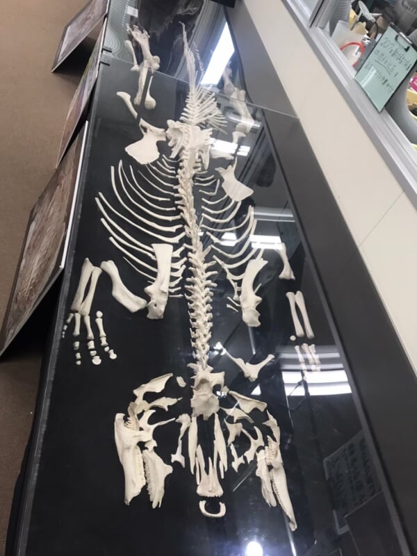 恐竜学博物館の写真1