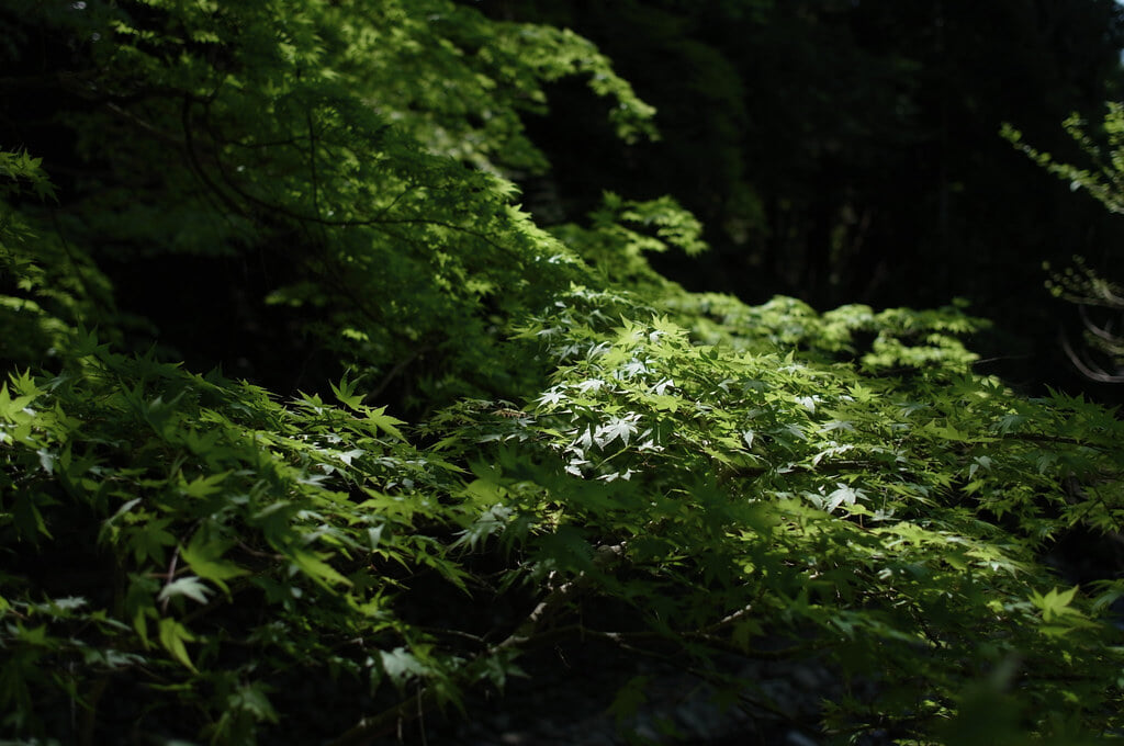くらがり渓谷の写真4