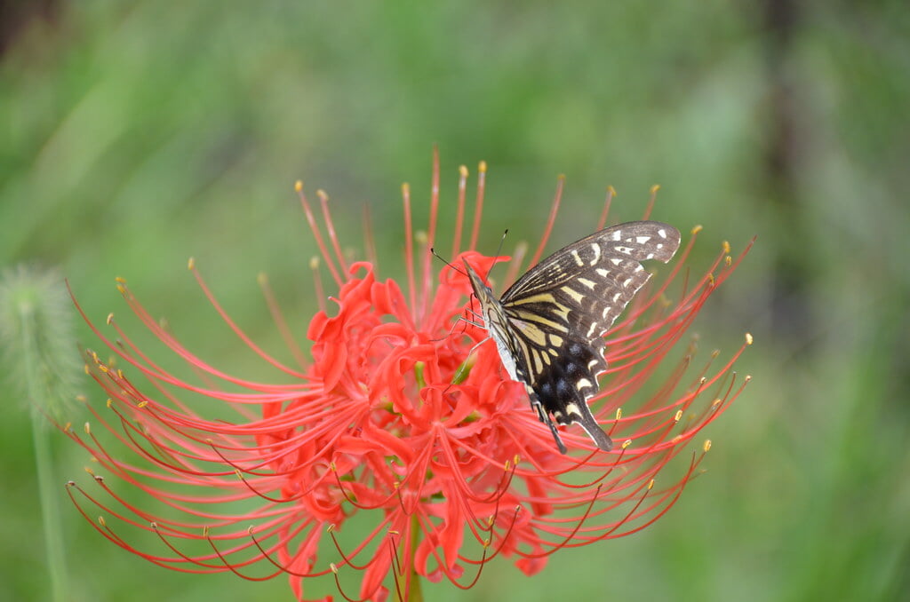 志木市 いろは親水公園の写真2