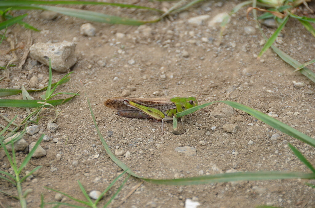 志木市 いろは親水公園の写真3
