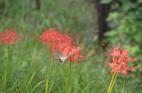志木市 いろは親水公園