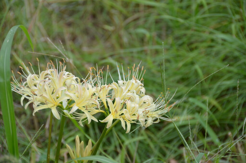 志木市 いろは親水公園の写真5