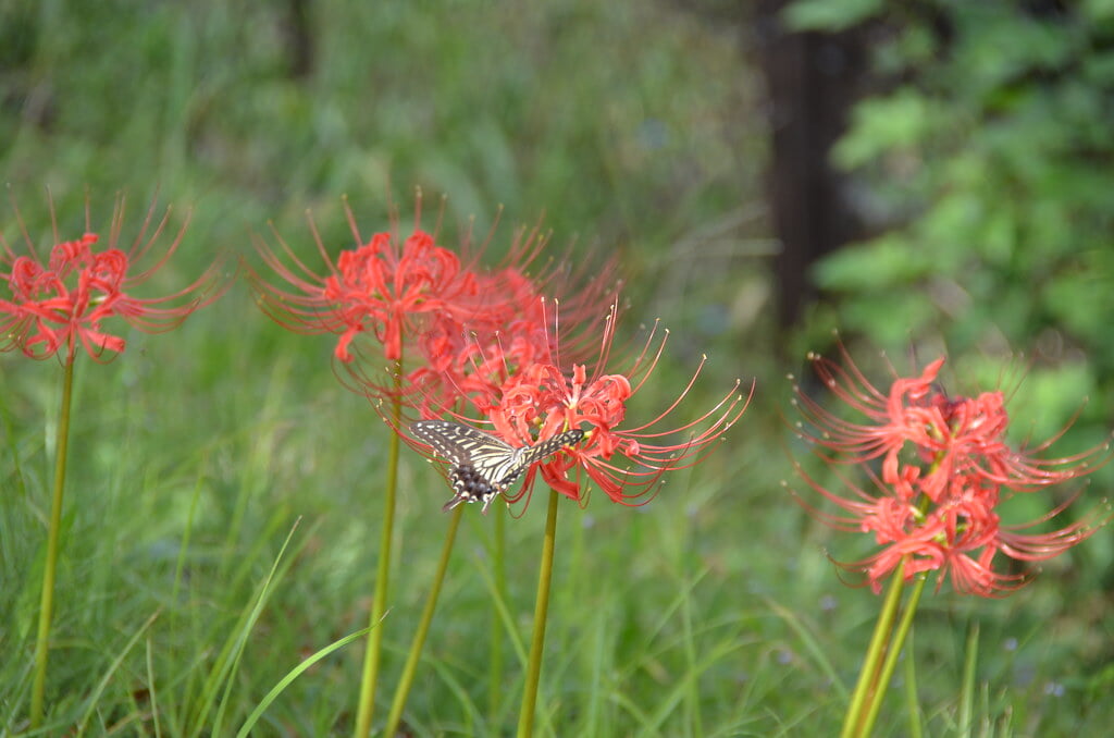 志木市 いろは親水公園の写真1