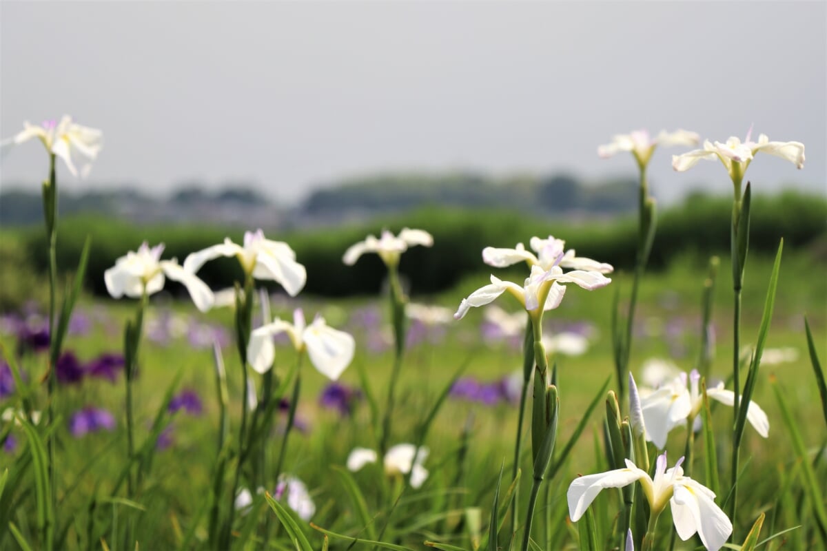 牛久市観光アヤメ園の写真2