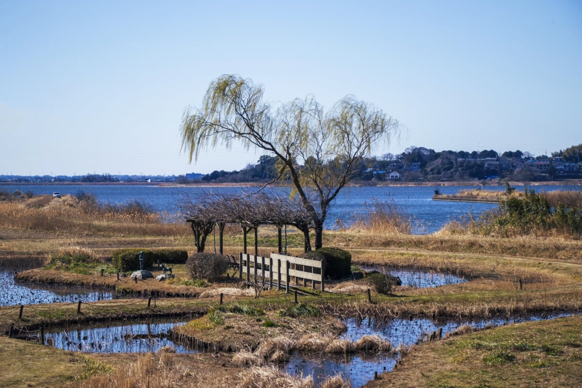 牛久市観光アヤメ園の写真3