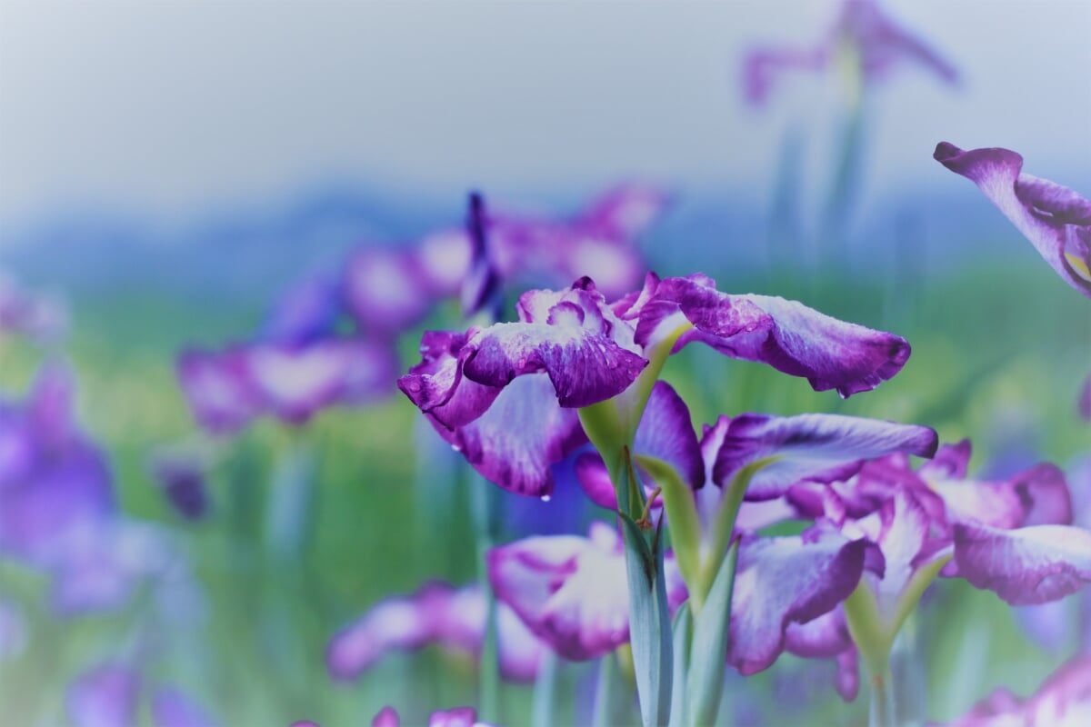 牛久市観光アヤメ園の写真1