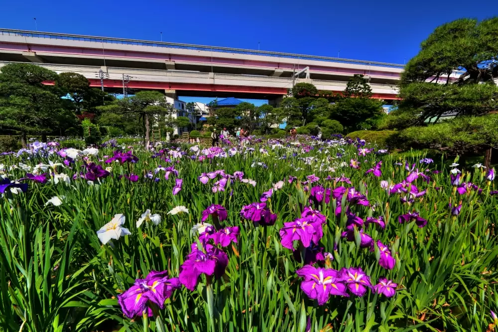 堀切菖蒲園の写真1
