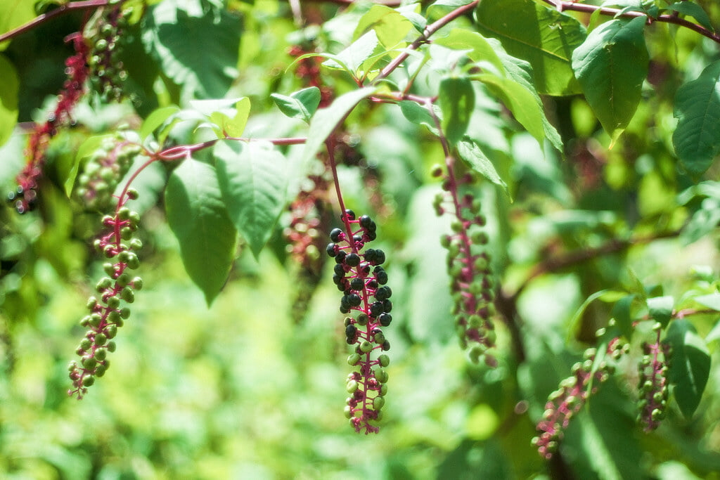 旧芝離宮恩賜庭園の写真4