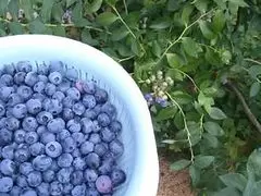 落合ブルーベリー園の写真1