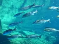 九十九島水族館海きらら