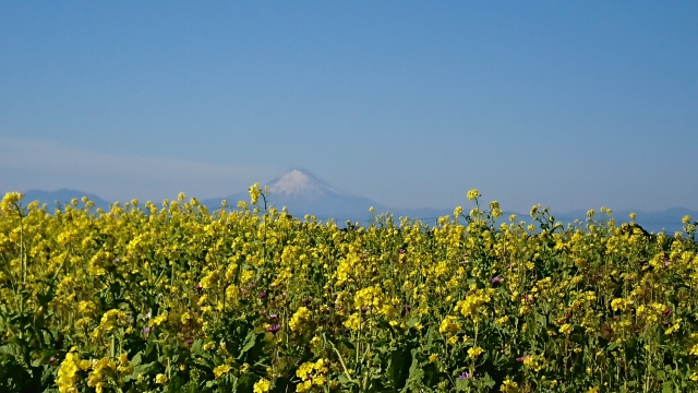 長井海の手公園 ソレイユの丘の写真3