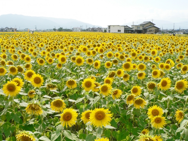 長井海の手公園 ソレイユの丘の写真4