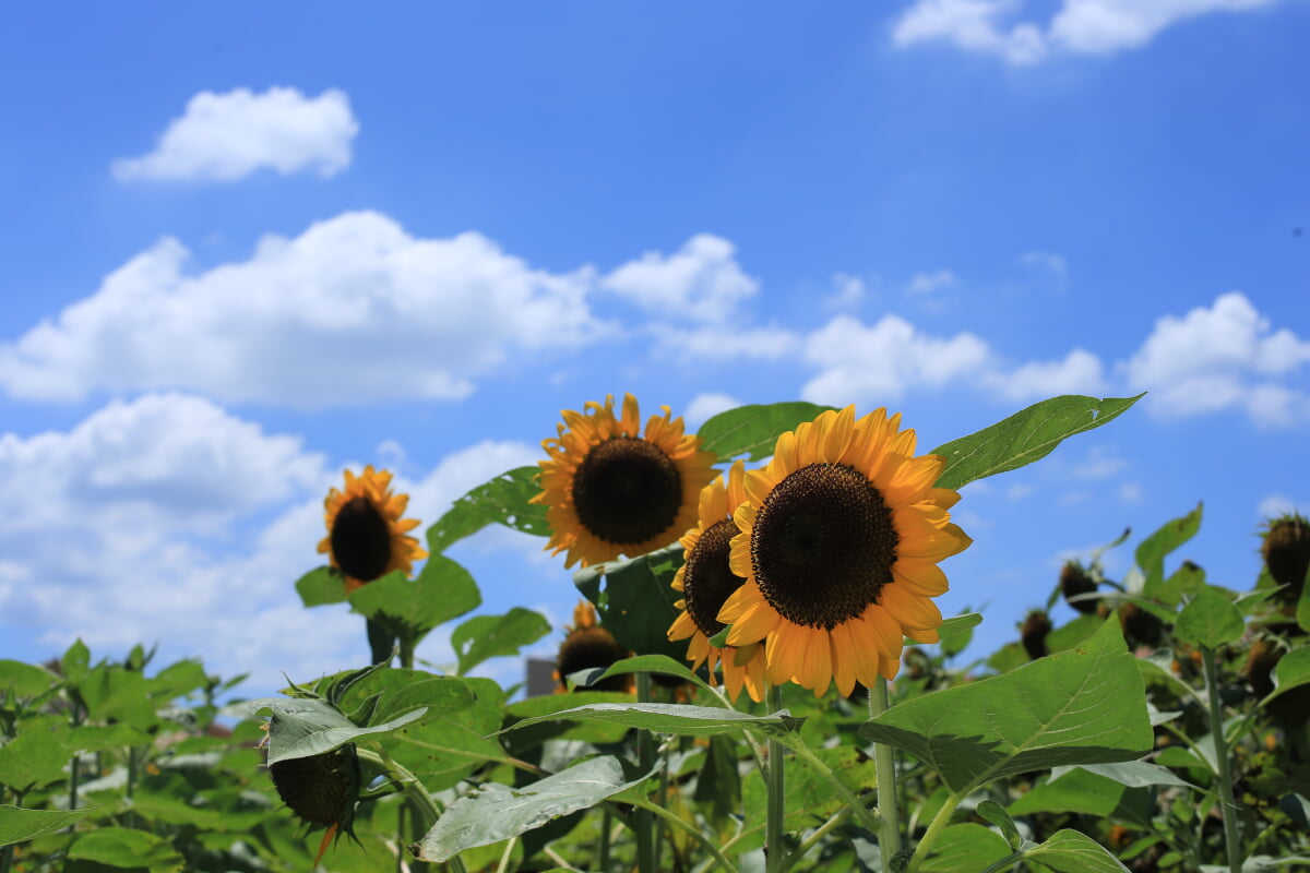 長井海の手公園 ソレイユの丘の写真5