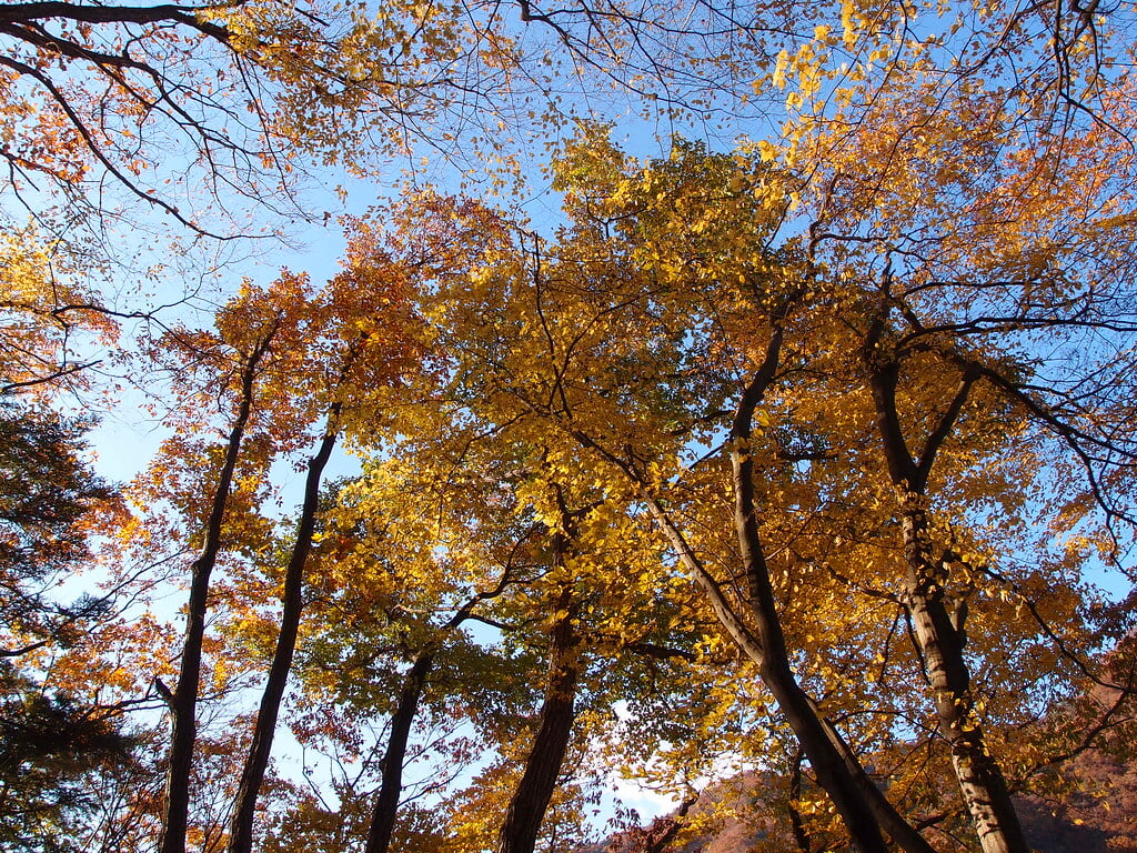 奥多摩湖いこいの路の写真3
