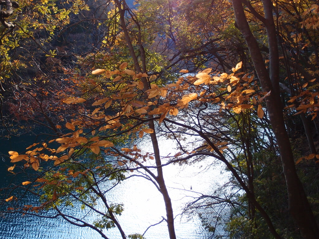 奥多摩湖いこいの路の写真4