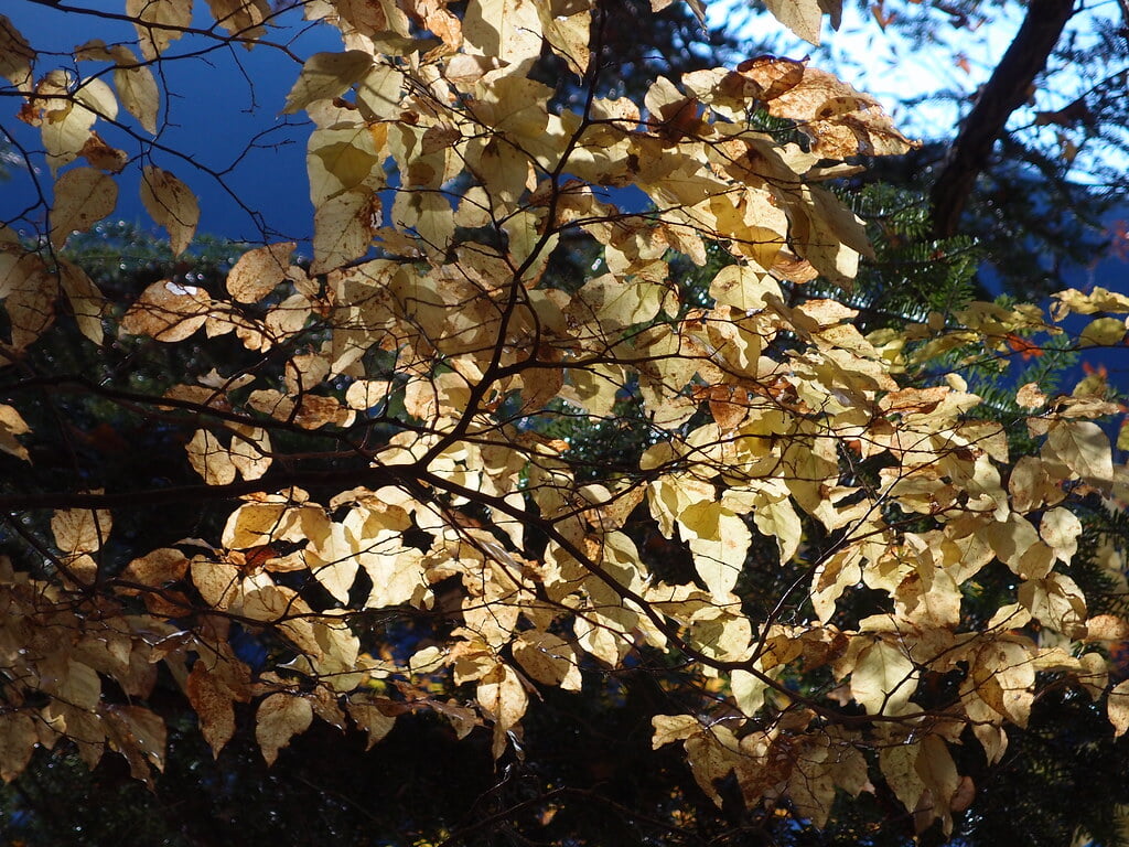奥多摩湖いこいの路の写真5