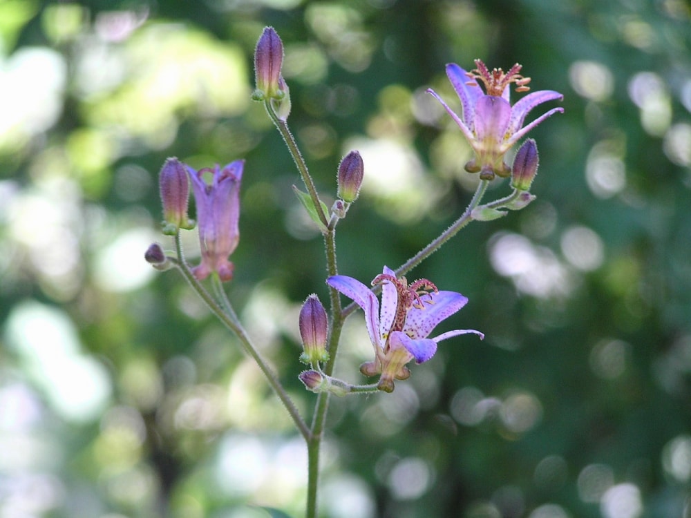 国営アルプスあづみの公園の写真2