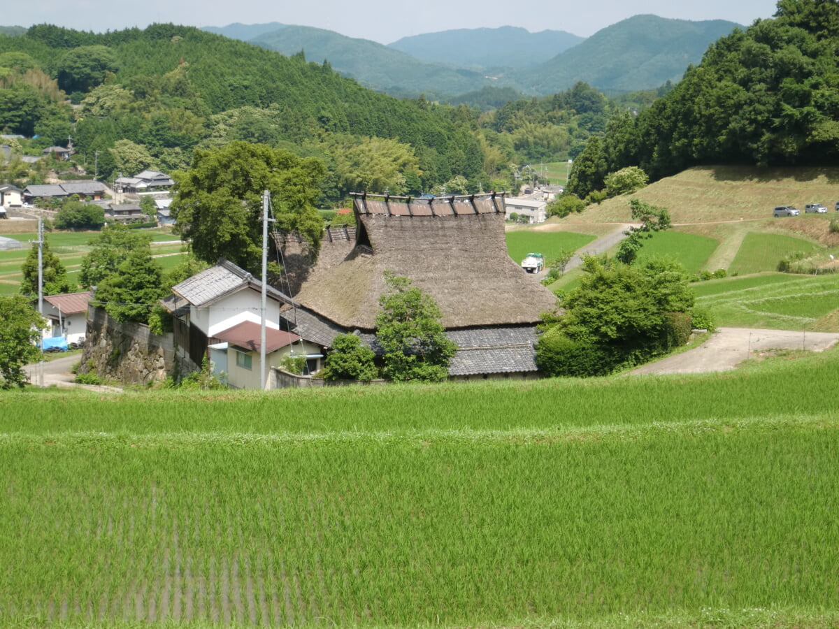 能勢長谷の棚田の写真2